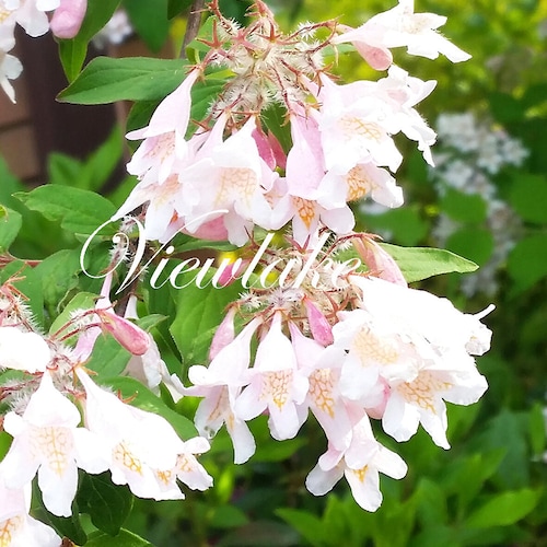 絵画 Reeves spirea 絵画 Reeves spirea Amazon.com : Reeves Bridal Wreath Spirea