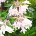 Owner of <a href='https://www.etsy.com/shop/Viewlake?ref=l2-about-shopname&from_page=listing' class='wt-text-link'>Viewlake</a>