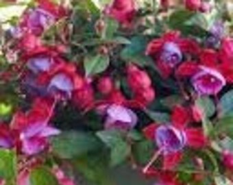 Live Plant Fuchsia Bella Lydia- 1 Live Small Starter Plant 4" Nursery Growing Pot, Ships Without Pot