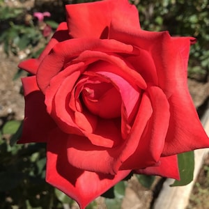 Rose Live Plant Dolly Parton Hybrid Tea Orangish Rose Cold Hearty 4" Nursery Growing Live Plant Ships No Pot,Not Grafted,Cut Back,&Bare Root
