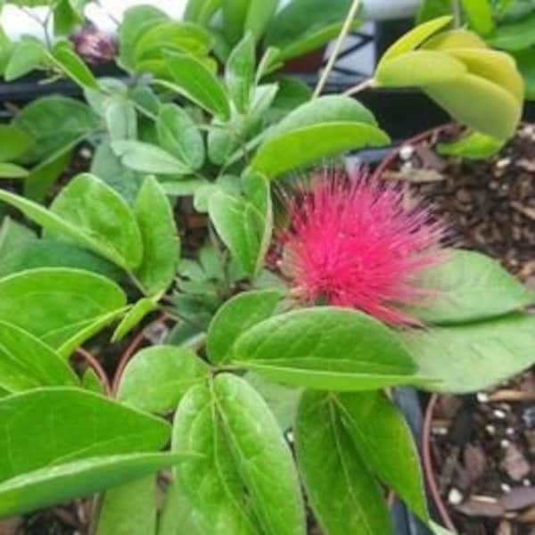 Live Starter Plant Mini Powderpuff Bush 1 Live Plant 4" Nursery Pot Super Cool Looking Hard To Find Ships No Pot* HUGE Bee & Butterfly Plant