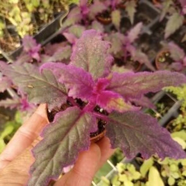 Live Plant Gyrnura Purple Passion 1 Small Starter Plant - 2"Nursery Pot It Is Sooo Cute!!! Super Easy! Small Starter Plant