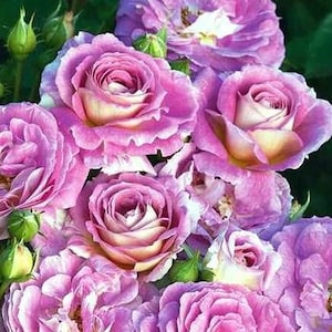 Rose Live Plant Artic Blue Floribunda Starter Rose Cold Hearty 4" Nursery Growing Pot-Ships No Pot, Not Grafted, Cut Back