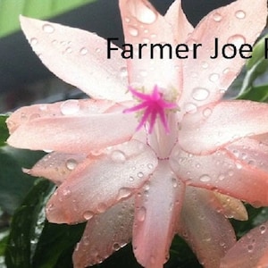 May include: A close-up of a pink Christmas cactus flower with water droplets on the petals. The flower has a pink center with a star-shaped stigma. The text "Farmer Joe Plants" is visible in the background.