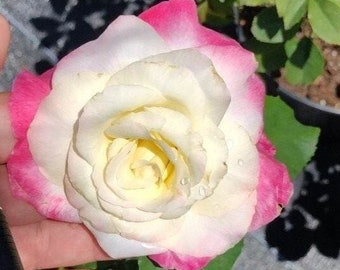 Rose Live Plant Double Delight Rose Cold Hearty 3g Nursery Growing Pot Live Plant-Ships No Pot, Not Grafted, Cut Back