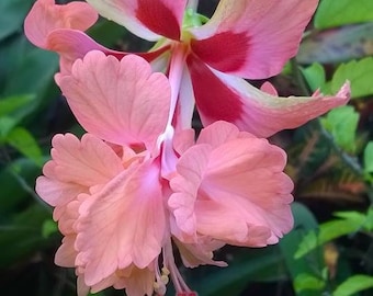 Hibiscus Peach Poodle Gorgeous Flower 4" Nursery Growing Pot Super Hard To Find, Ships No Pt, Leggy Or Cut Back Depends On Growing Cycle