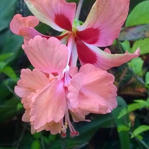 Hibiscus Peach Poodle Gorgeous Flower 4" Nursery Growing Pot Super Hard To Find, Ships No Pt, Leggy Or Cut Back Depends On Growing Cycle