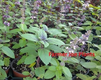 HERB -AFRICAN Blue Basil HUGE Bee & Butterfly 1 Live Plant 4" Nursery Growing Pot Size-- Does Not Seed, Easy Growing, Ships No Pot