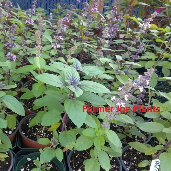 HERB -AFRICAN Blue Basil HUGE Bee & Butterfly 1 Live Plant 4" Nursery Growing Pot Size-- Does Not Seed, Easy Growing, Ships No Pot