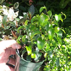 FICUS - BENJAMINA - Too Little- CURLY - 4" Pot - 1 Live Plant 4" Pot  - 4"- Nursery Pot Starter Plant!! Super Cool Looking Ships No Pot*