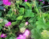 IVY GERANIUM-Lavender Ivy League 1 Live Liner Plug -We Can Not Plant Them Up Fast Enough