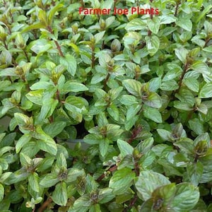 May include: A close-up view of a large patch of green mint plants. The plants have dark green leaves and red stems. The text "Farmer Joe Plants" is visible in the top center of the image.