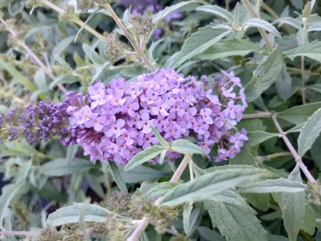 Buddleia Buzz Sky Blue - 1 Live Plant 4