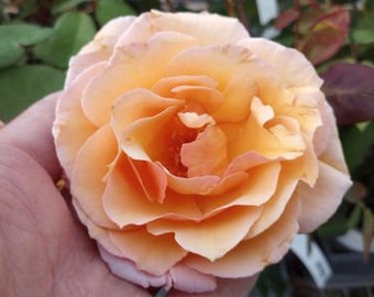 Rose Live Plant Tahitian Sunset Hybrid Tea Starter Rose Cold Hearty 4" Nursery Growing Pot-Ships No Pot, Not Grafted, Cut Back