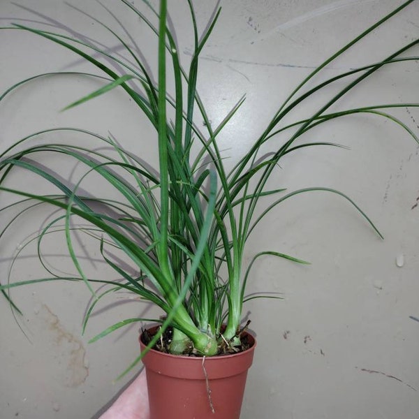 Live Plant Multi Ponytail Palm, Multi 2" Growing Pot Live Plant Size-  Ships No Pot Super Easy Palm