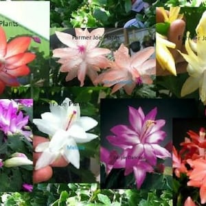 May include: A collage of ten different varieties of Christmas cactus plants, each with unique flower colors and patterns. The plants are labeled with their names, including "Lavender Bess", "Melisa", "Purple Dancer", and "Christmas Cheer".