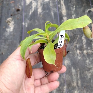CARNIVOROUS - NEPENTHES - Alata Plant - 2" Pot EaTS BuGS!!!! Super Cool Small Starter Plant