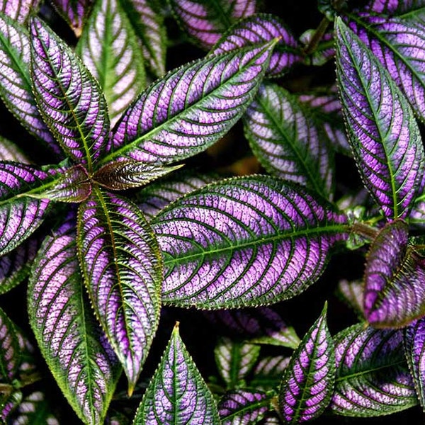 Persian Shield Strobilanthes Dyerianus  Purple Gorgeous Live Plant 4" Nursery Pot Size Ships No Pot*