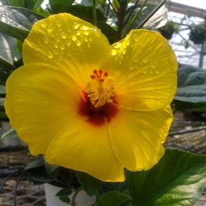May include: A vibrant yellow hibiscus flower with a red center, covered in water droplets.