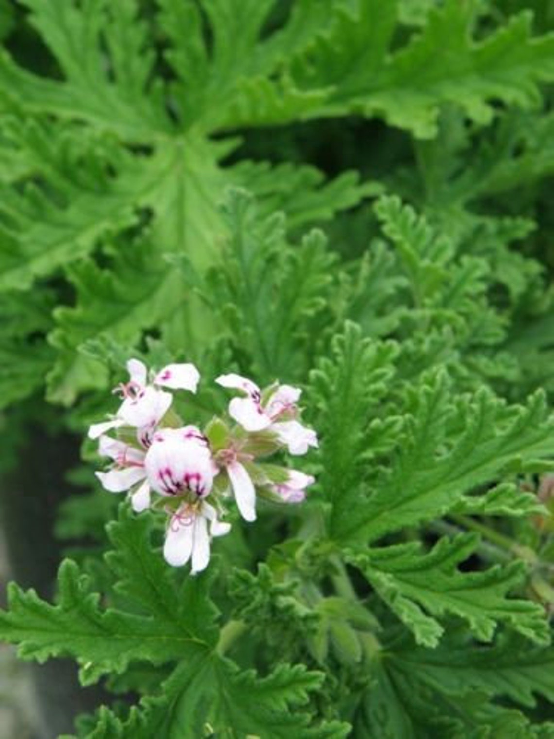 SCENTED GERANIUM Mosquito Repellent CITRONELLA 1 Live Plant Etsy