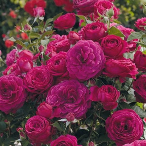 May include: A close-up of a cluster of deep red roses in various stages of bloom. The roses have multiple layers of petals and are surrounded by green leaves and buds. The image is well-lit, showcasing the rich color and texture of the flowers.