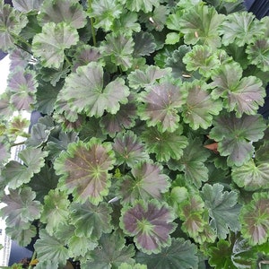May include: A close-up view of a green plant with dark green leaves. The leaves have a slightly textured surface and are arranged in a dense cluster.