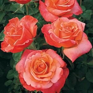 Rose Live Plant Colorific Floribunda Starter Rose Cold Hearty 4" Nursery Growing Pot-Ships No Pot, Not Grafted, Cut Back