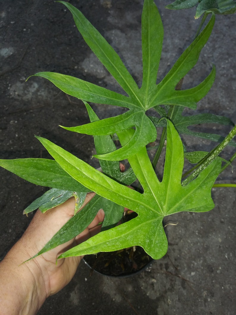 ANTHURIUM PEDATORADIATUM FINGERS 6 Growing Pot SuPER | Etsy