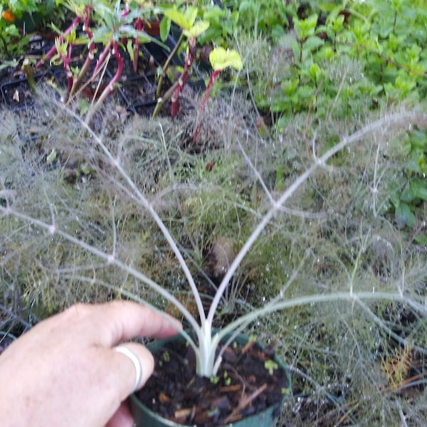 HERB -Bronze Fennel, HUGE Butterfly Host Plant   1 Live Plant 6" Growing Pot Size-- Newly Planted Up