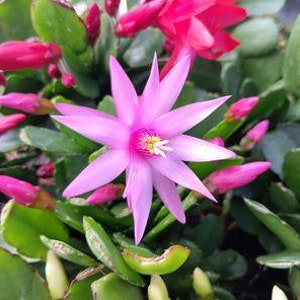 May include: A pink Christmas cactus flower with five petals blooms against a backdrop of green leaves and other pink buds.