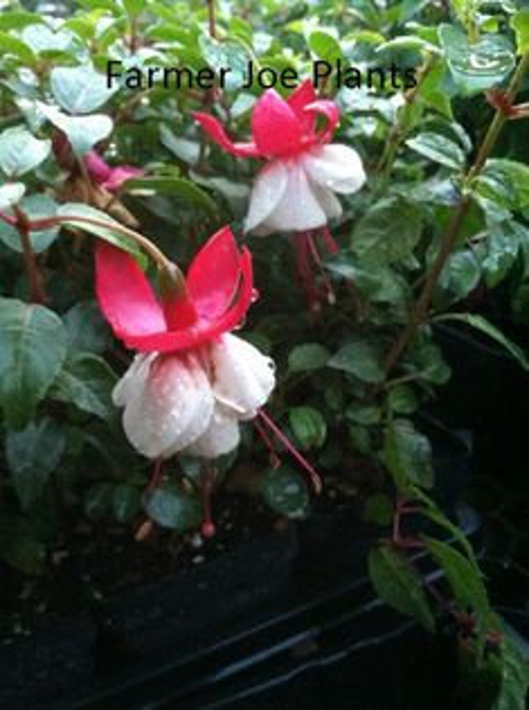 Live Plant Fuchsia Arroyo Grande 1 Live Small Starter Plant 4 Nursery Growing Pot, Ships Without