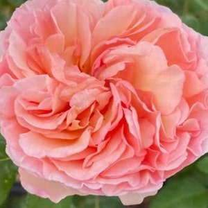 May include: A single, fully bloomed peach-colored rose with many petals. The rose is in focus and the background is blurred.