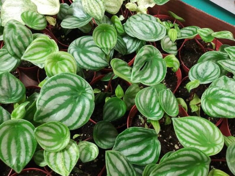 PEPEROMIA, WATERMELON 1 Live Plant 4 Nursery Growing Pot Super Cool Plant, Ships No Pot image 2