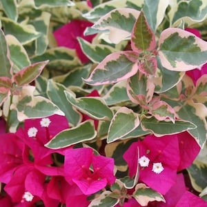 May include: Pink bougainvillea flowers blooming against a backdrop of variegated green and white leaves.