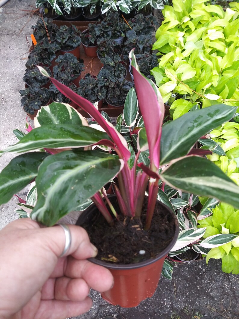STROMANTHE TRISTAR 4 PoT SuPER HaRD To GeT &amp; PrETTY Etsy
