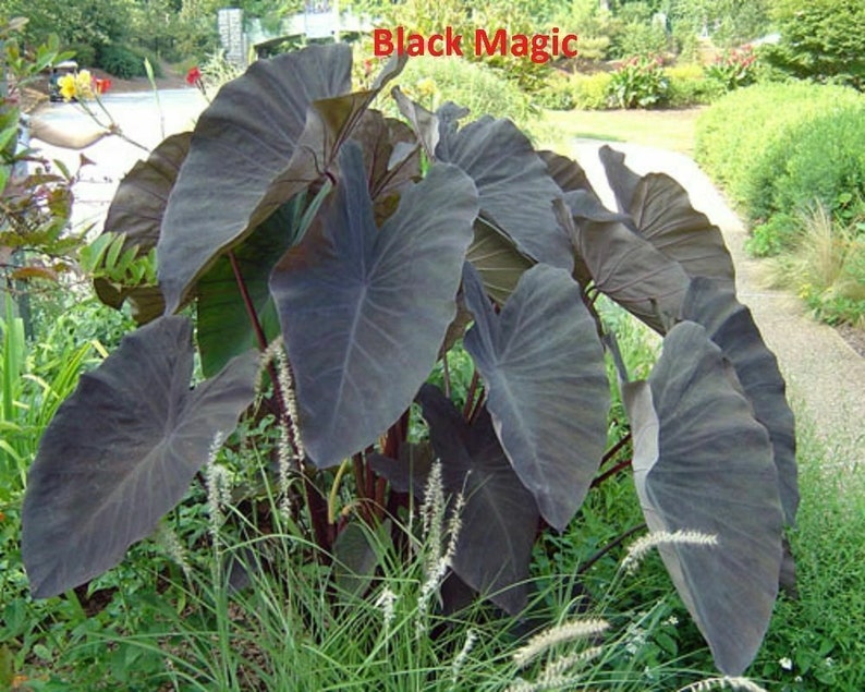 Colocasia Antiquorum
