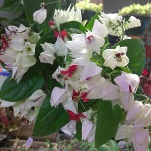 May include: A close-up of a cluster of white flowers with red accents. The flowers have a delicate, bell-shaped appearance and are arranged in a cascading pattern.