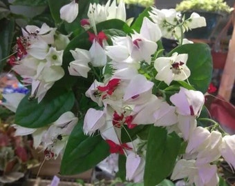 Bleeding Heart Clerodendrum  4" Nursery Growing Pot Super Hard To Find, Ships No Pot White With Red Center
