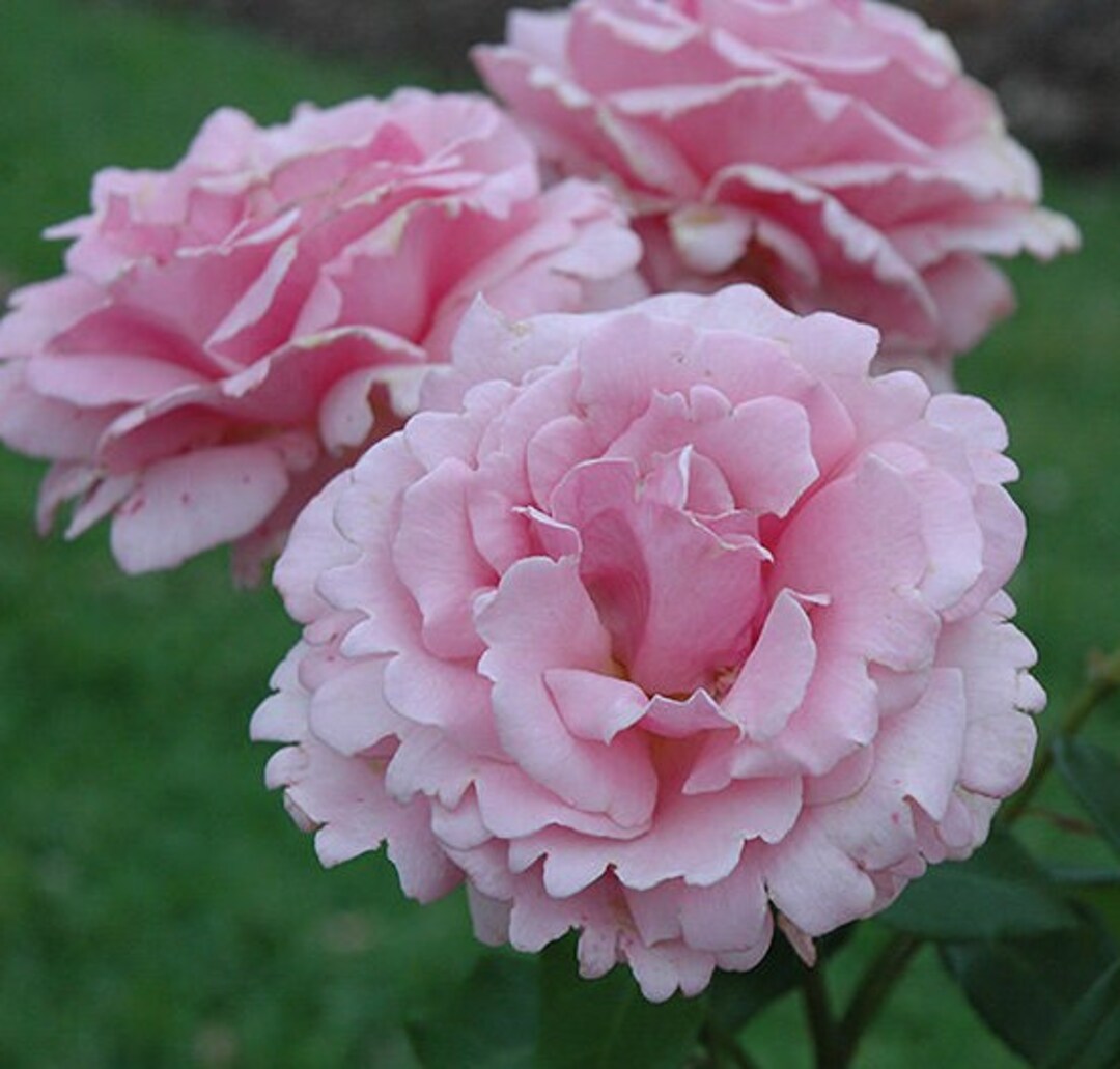 Rose Live Plant Memorial Day Starter Rose Cold Hearty 4 Nursery Growing Potships No Pot, Not