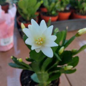 May include: A white cactus flower with multiple buds in a small terracotta pot. The flower has five petals and a yellow center.