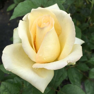May include: A close-up of a pale yellow rose in full bloom, with a tightly furled center. The petals transition from a creamy white to a soft yellow, with hints of peach. Water droplets cling to the petals, and green leaves surround the flower.