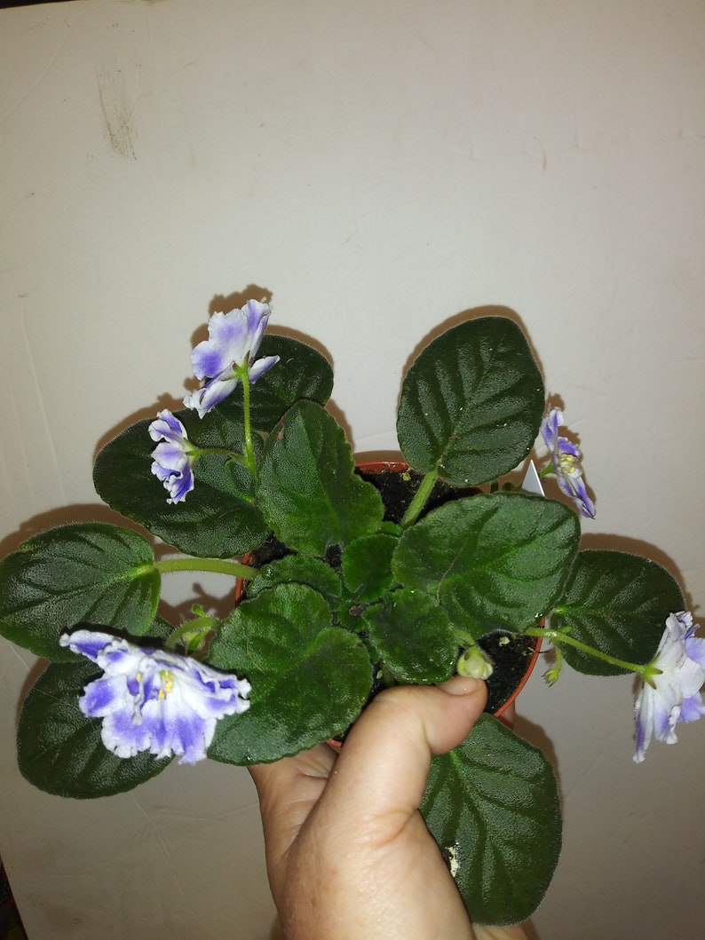 AFRICAN VIOLET. AE Sharlene Fantasy 4 Nursery Etsy UK