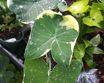 ALOCASIA 5" Pot XANTHOSOMA - MiCKEY MoUSE - 1 Live Starter Plant - 5" Growing Pot --Super Cool!! Cut Back For Shipping But Grows Fast