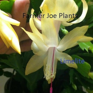 May include: A close-up of a yellow Christmas cactus flower with a pink center. The flower is labeled "Limelite" and "Farmer Joe Plants".