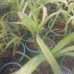 Mosquito Repellent CITRONELLA GRASS *NEW* 1 Live Plant 5" Pot Size Will be Cut Back For Shipping