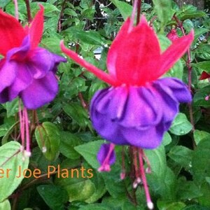 Fuchsia Live Plant Dollar Princess 4" Nursery Growing Pot, Live Starter Plant, Ships No Pot,Newly Planted