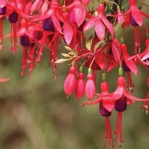 May include: Close-up of vibrant fuchsia flowers with a mix of pink and purple hues. The delicate petals and elongated shape of the flowers are visible, with green stems and leaves. The image showcases the natural beauty of the fuchsia plant.