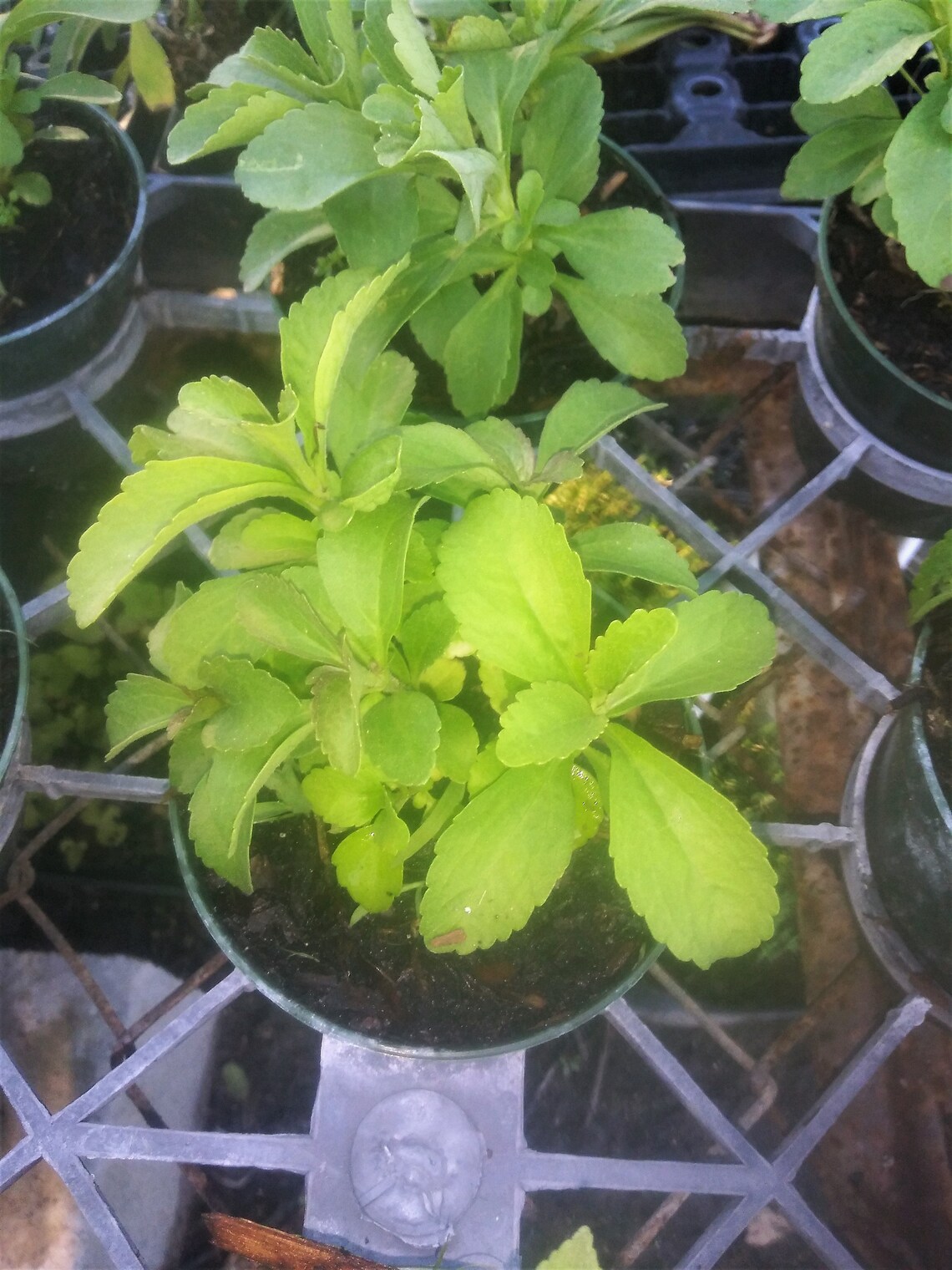 Stevia Herb STEVIA 1 Live Plant 4 Nursery Growing Pot Etsy
