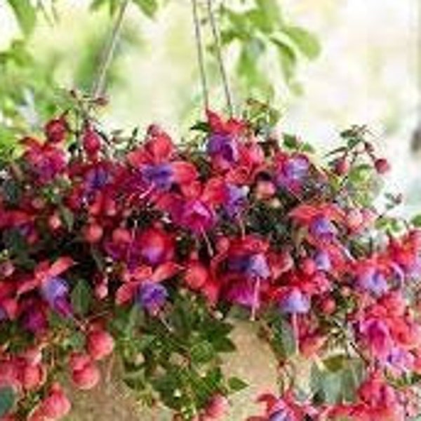 Live Plant Fuchsia Bella Maria- 1 Live Small Starter Plant 4" Nursery Growing Pot, Ships Without Pot