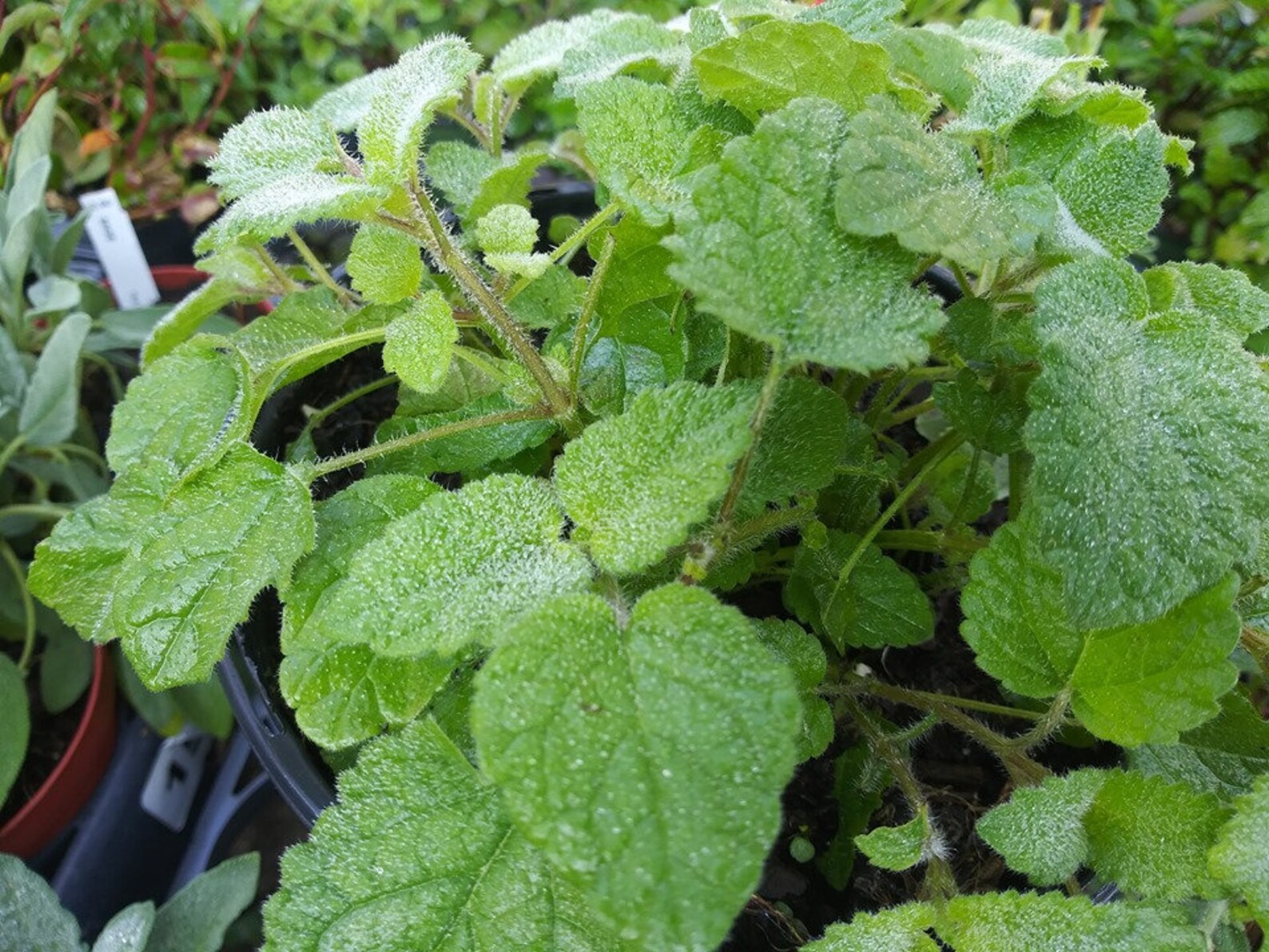 HERB LEMON Scent Lemon Balm 1 Live Starter Plant 4 Etsy